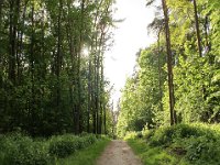 Stadtwald  Auf der gegenüber liegenden Straßenseite finden Sie einen Zugang zum Stadtwald. Er lädt zum Joggen und Spazierengehen ein und bietet gleichzeitig viel Ruhe. Kürzeste Verbindung zu Fuß oder mit dem Fahrrad nach Kühlungsborn West